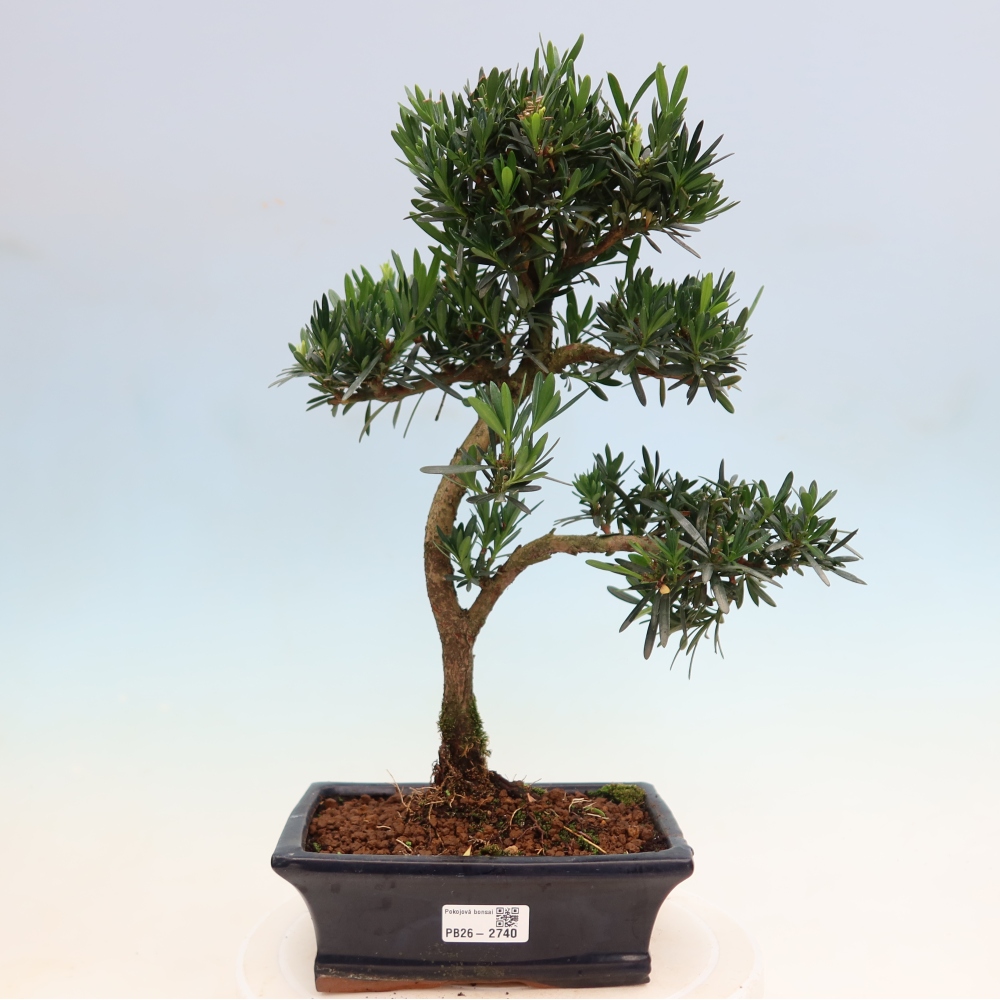 Kamerbonsai - Podocarpus - Taxus