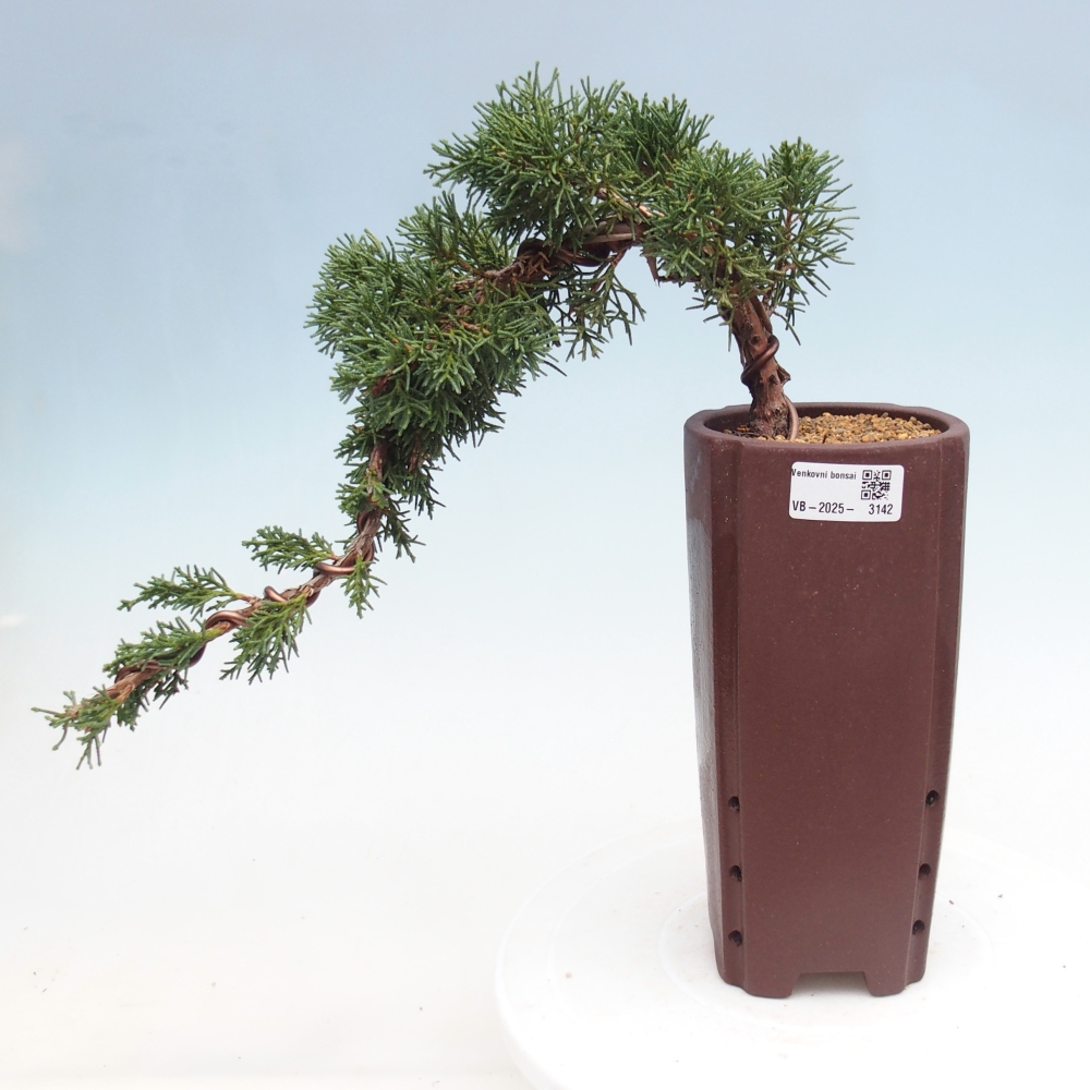 Bonsai voor buiten - Juniperus chinensis Kishu