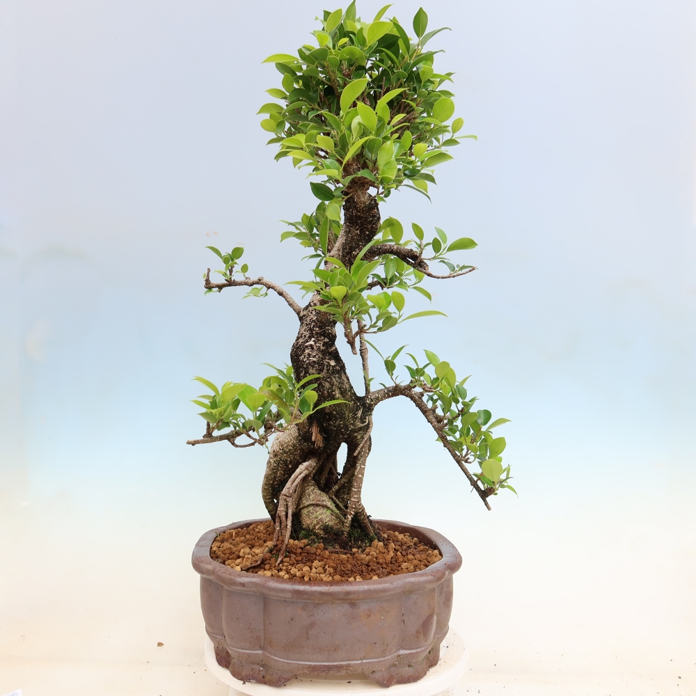 Kamerbonsai - Ficus kimmen - kleinbladige ficus