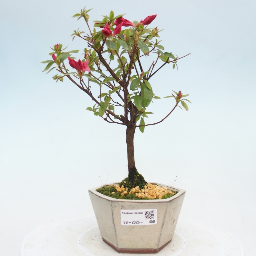 Bonsai voor buiten - Japanse azalea - Azalea sp.
