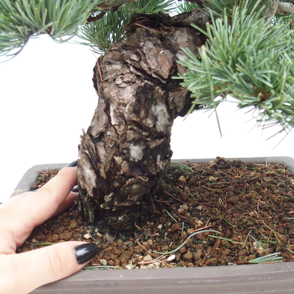 Bonsai voor buiten - Pinus parviflora - Pinus parviflora