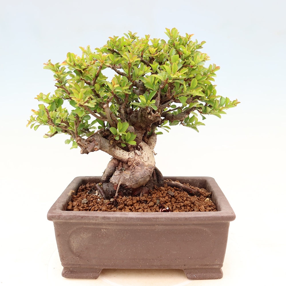 Bonsai voor buiten - Chaneomeles speciosa Chojubai