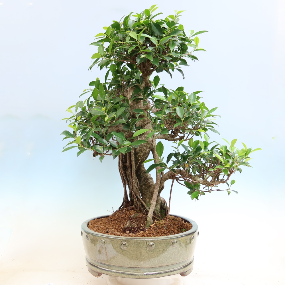 Kamerbonsai - Ficus kimmen - kleinbladige ficus