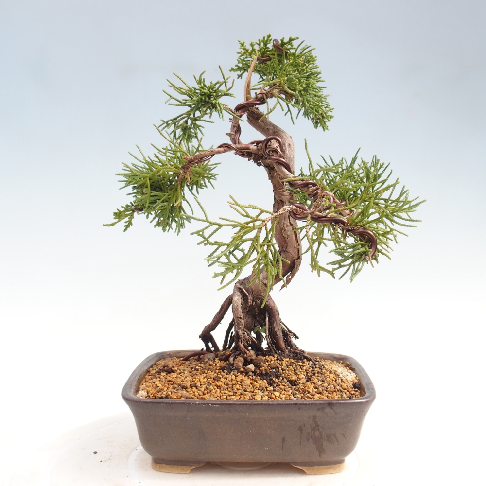 Bonsai voor buiten - Juniperus chinensis Kishu