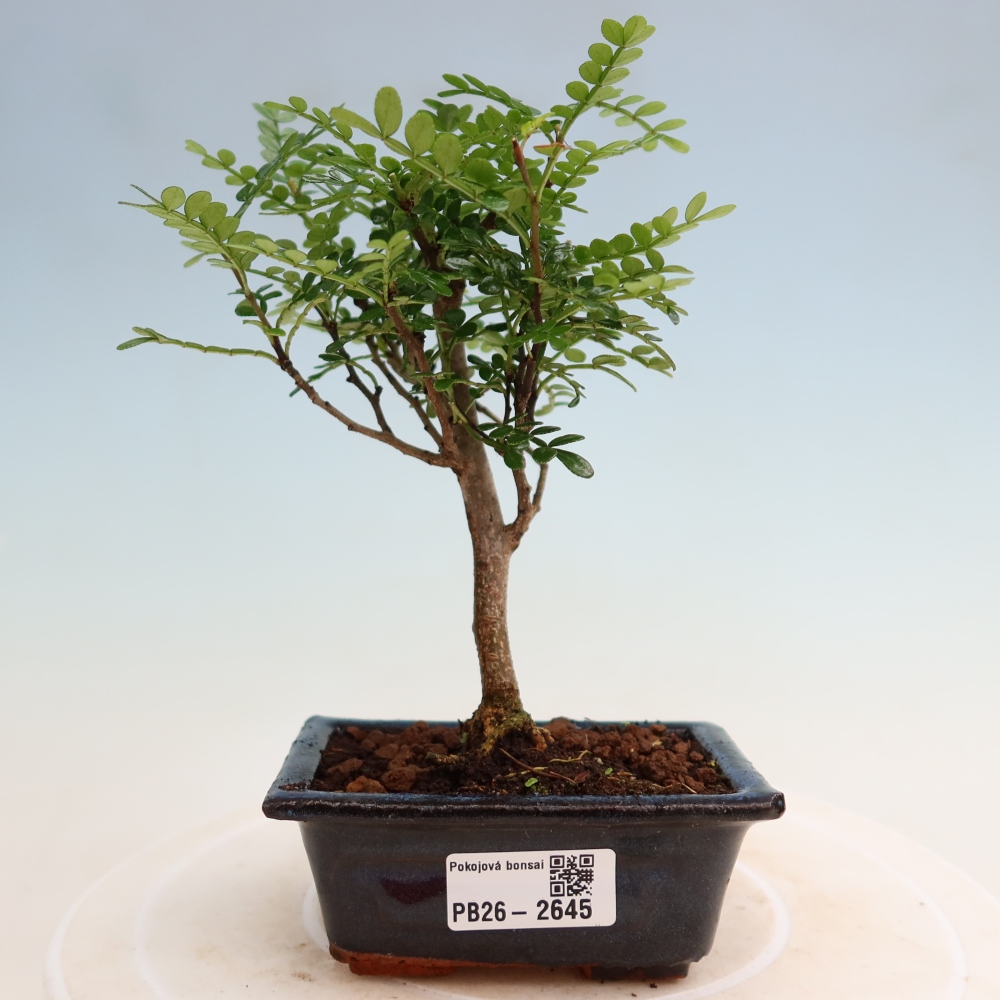 Kamerbonsai - Zantoxylum piperitum - peperboom