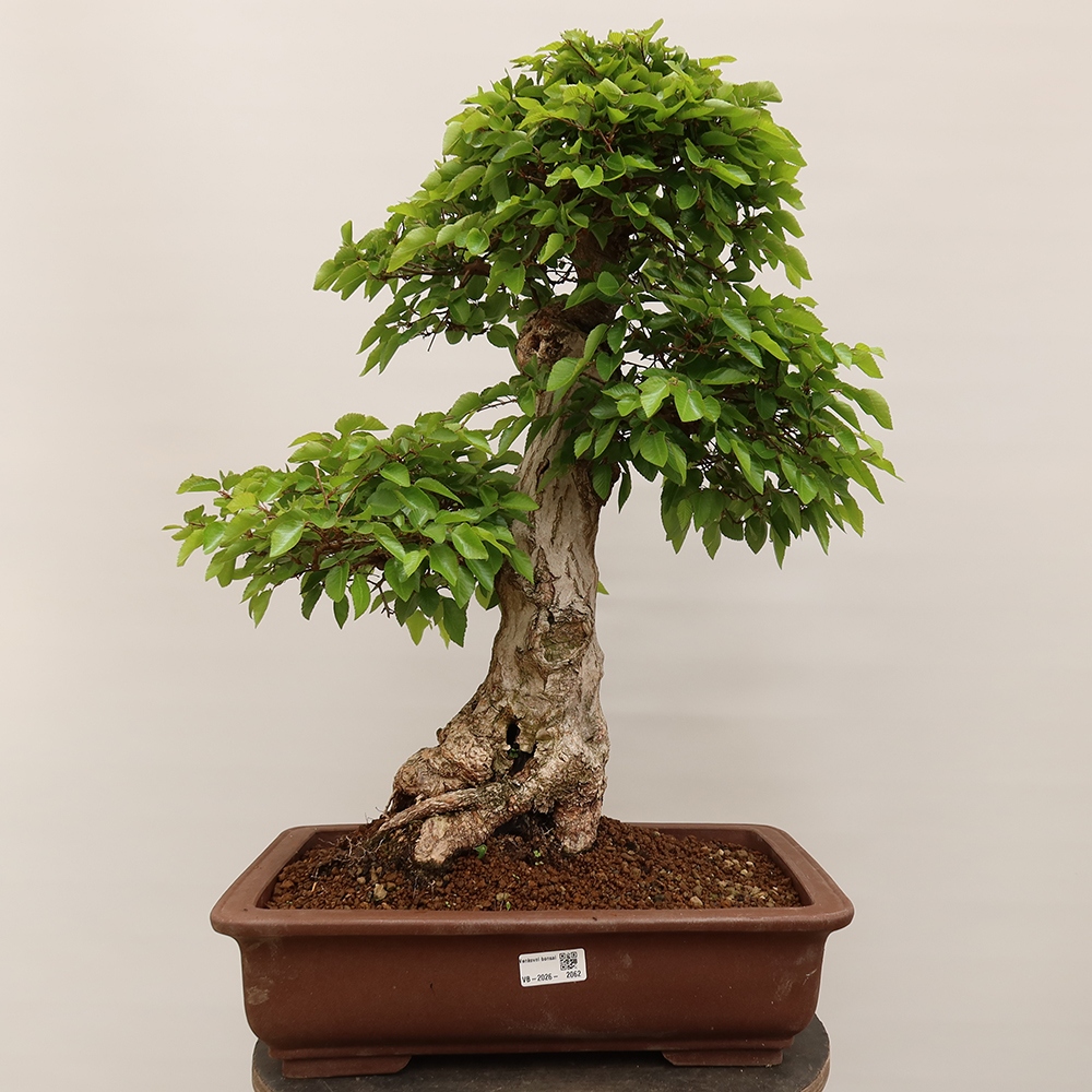 Bonsai voor buiten -Carpinus Coreana - Koreaanse haagbeuk