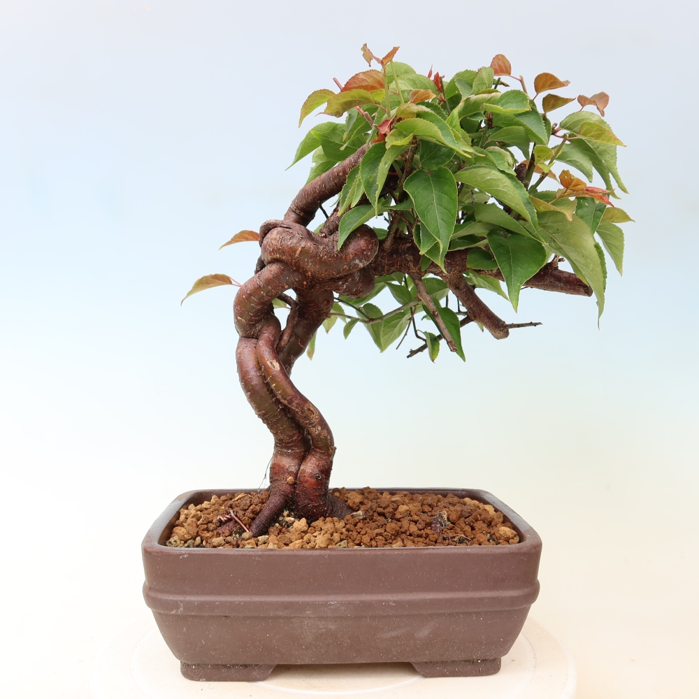Bonsai voor buiten – Japanse abrikoos – Prunus Mume