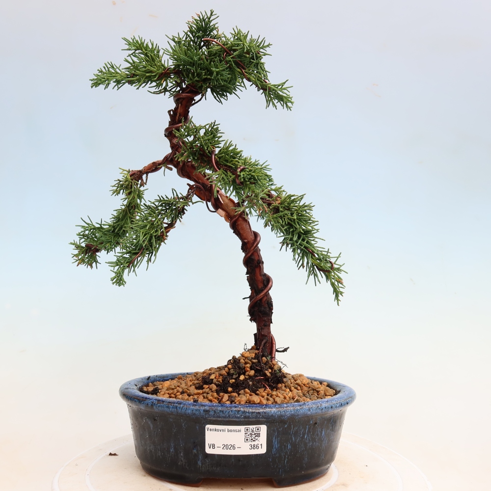 Bonsai voor buiten - Juniperus chinensis Kishu