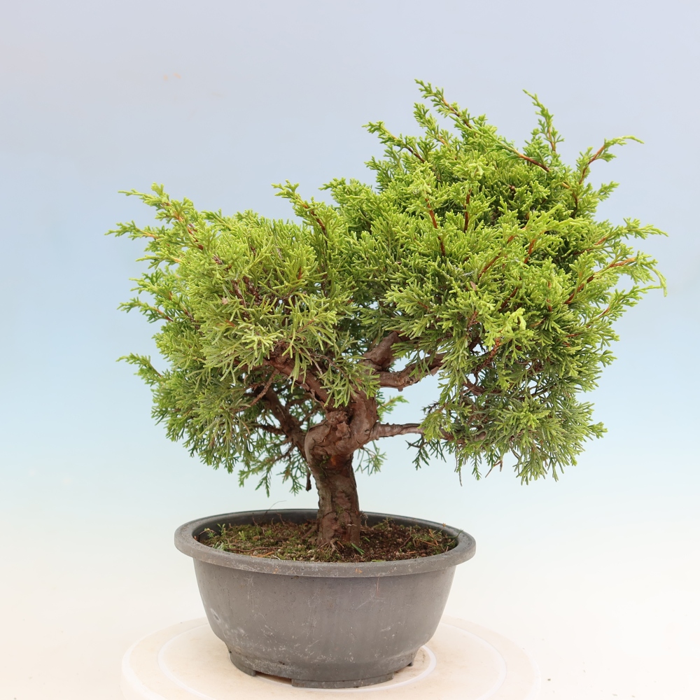 Bonsai voor buiten - Juniperus chinensis Itoigawa-Juniperus chinensis