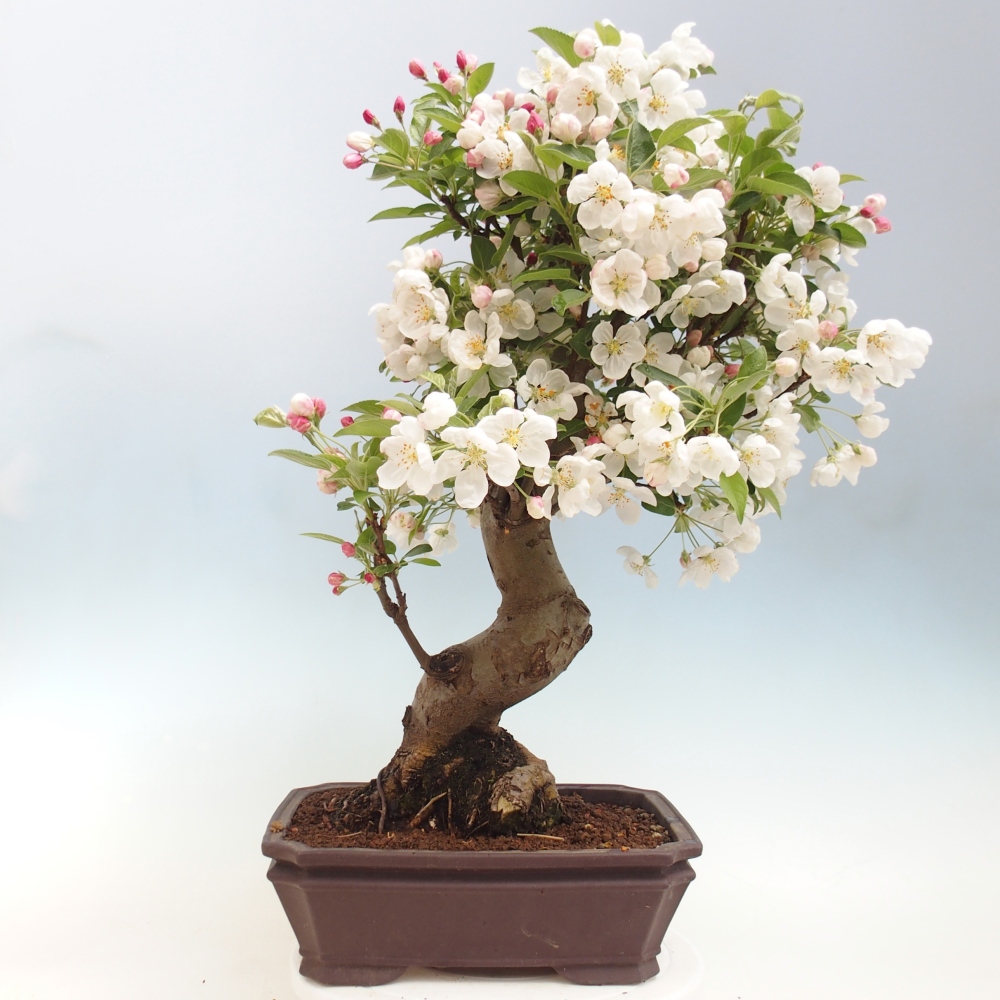 Bonsai voor buiten -Malus halliana - Appelboom met kleine vruchten