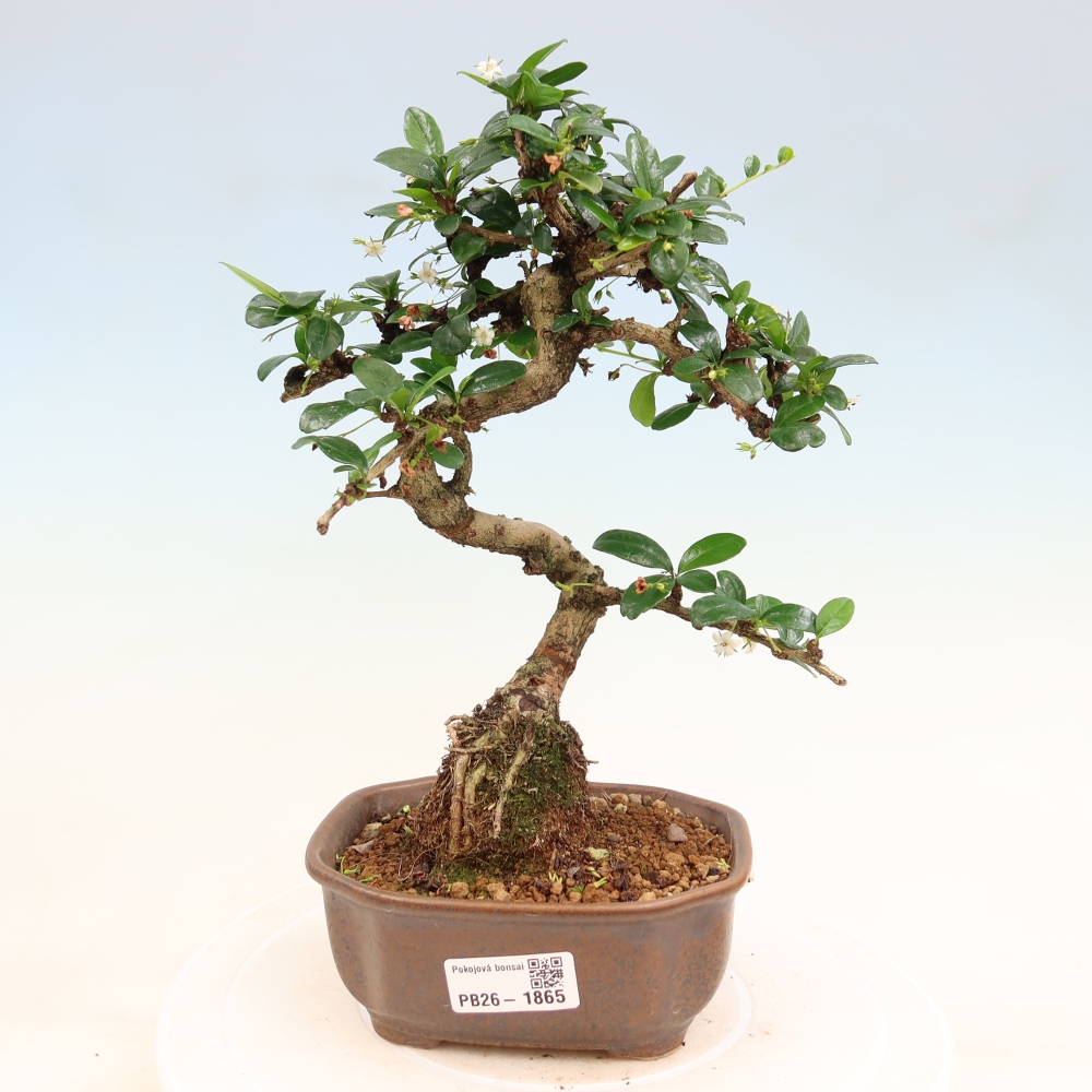 Kamerbonsai - Carmona macrophylla - Thee fuki