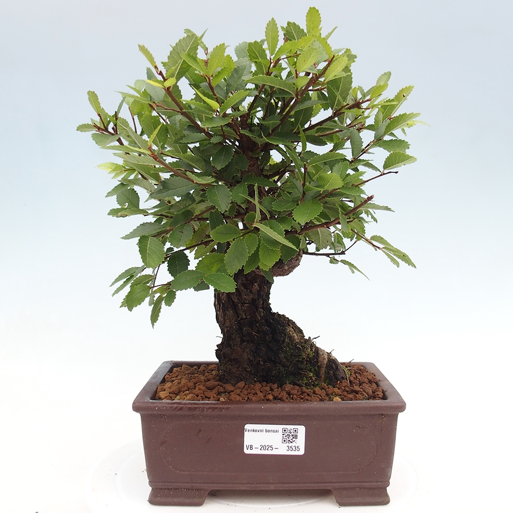 Bonsai voor buiten - Zelkova - Zelkova NIRE