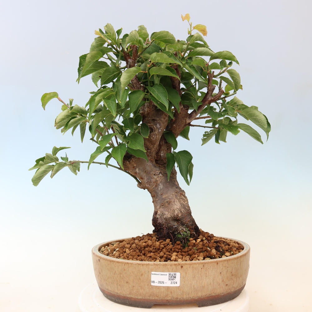 Bonsai voor buiten – Japanse abrikoos – Prunus Mume