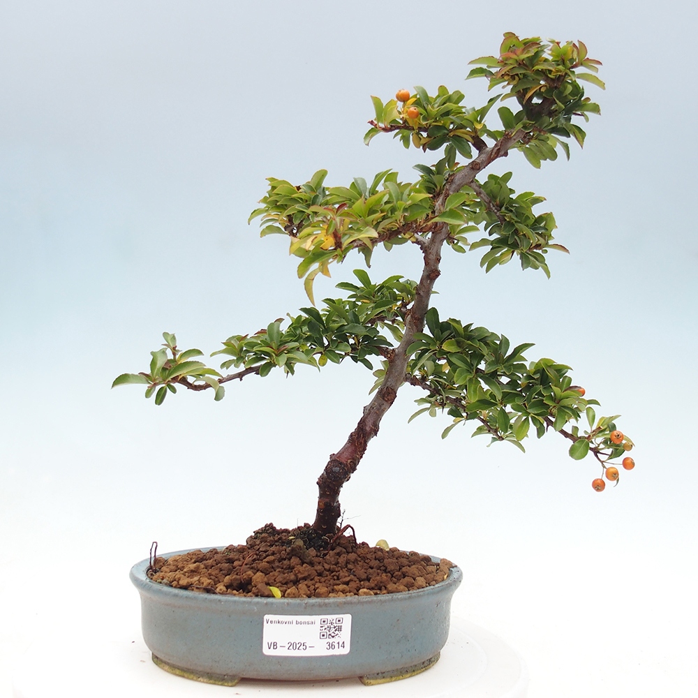 Bonsai-Pyracantha Teton voor buiten -Hlox