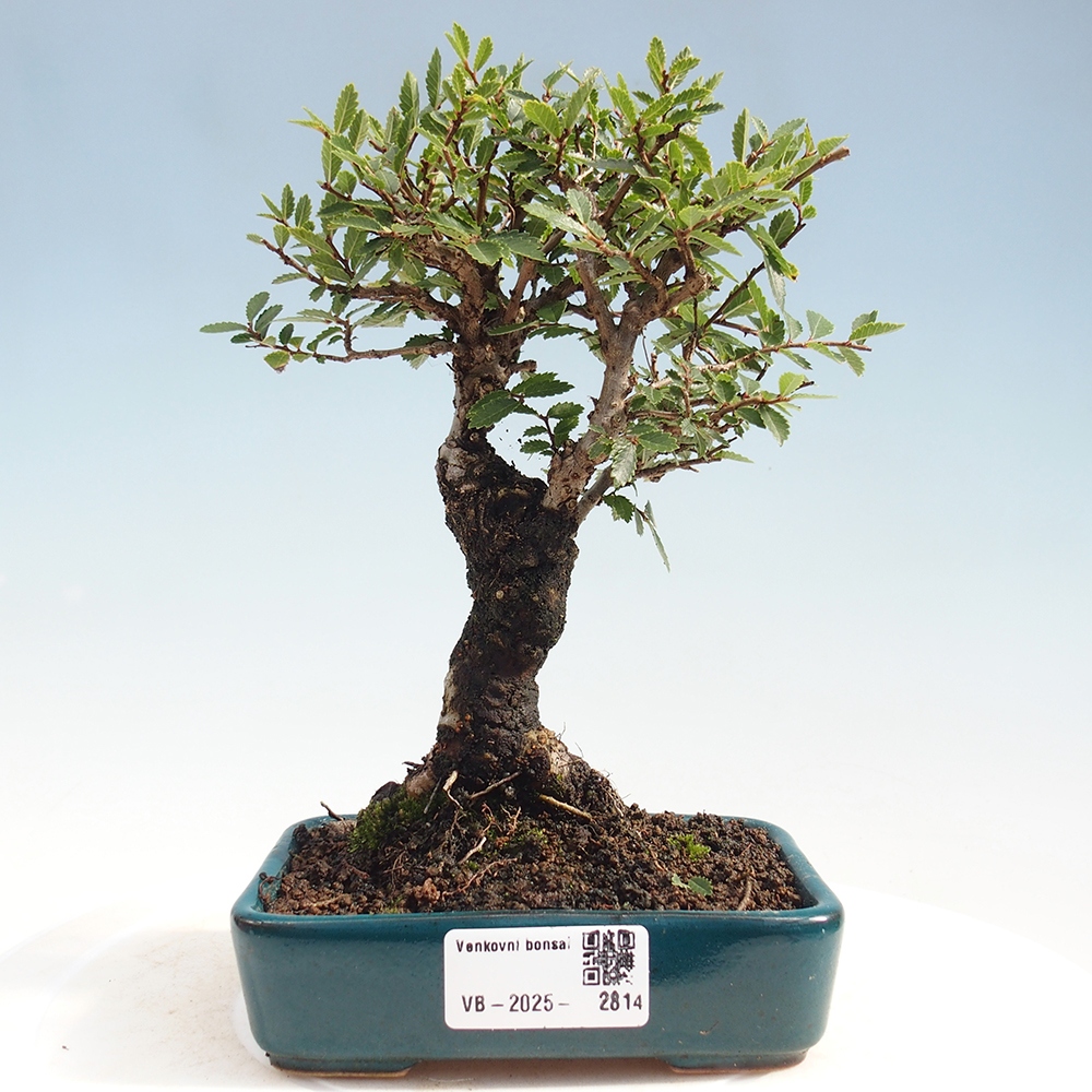 Bonsai voor buiten - Zelkova - Zelkova NIRE