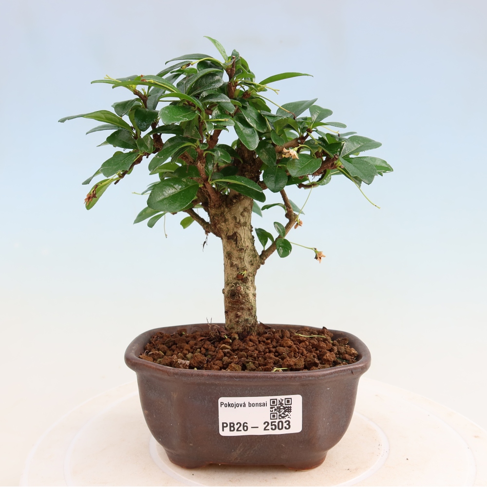 Kamerbonsai - Carmona macrophylla - Thee fuki