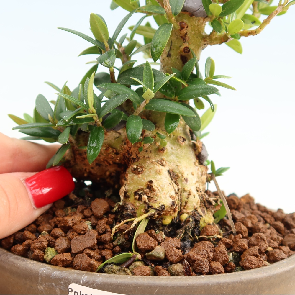 Bonsai voor binnen - Olea europaea sylvestris