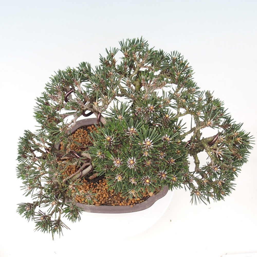Bonsai voor buiten - Pinus thunbergii Kotobuki - Thunberg den