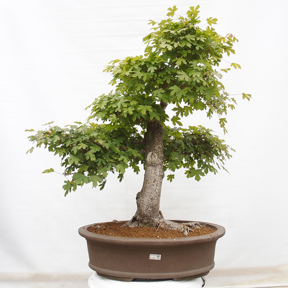 Bonsai voor buiten - Franse esdoorn - Acer Nonspessulanum