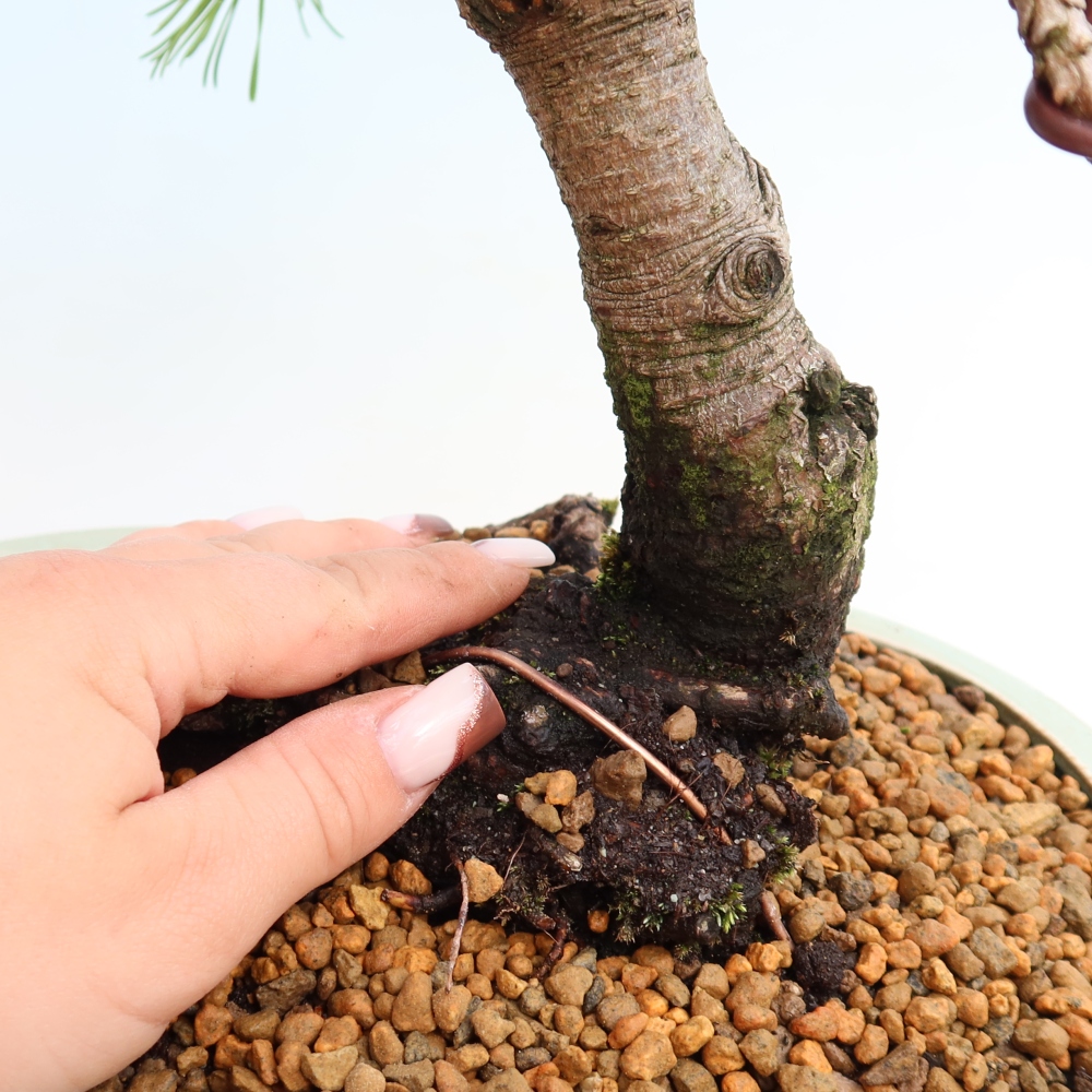 Bonsai voor buiten - Pinus mugo Humpy  - Bergden