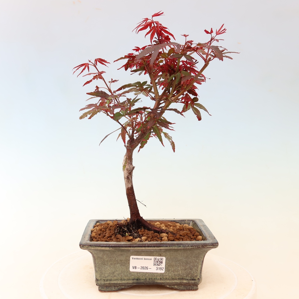Buitenbonsai - Palmbladige esdoorn  - Acer palmatum Berry Broom 