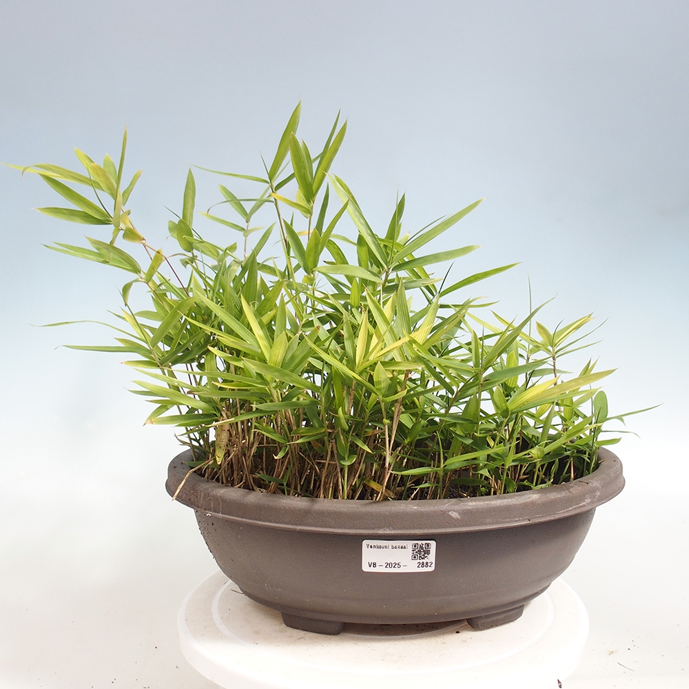 Bonsai voor buiten - Pleioblastus argenteostriatus f.pumilus - Dwergbamboe