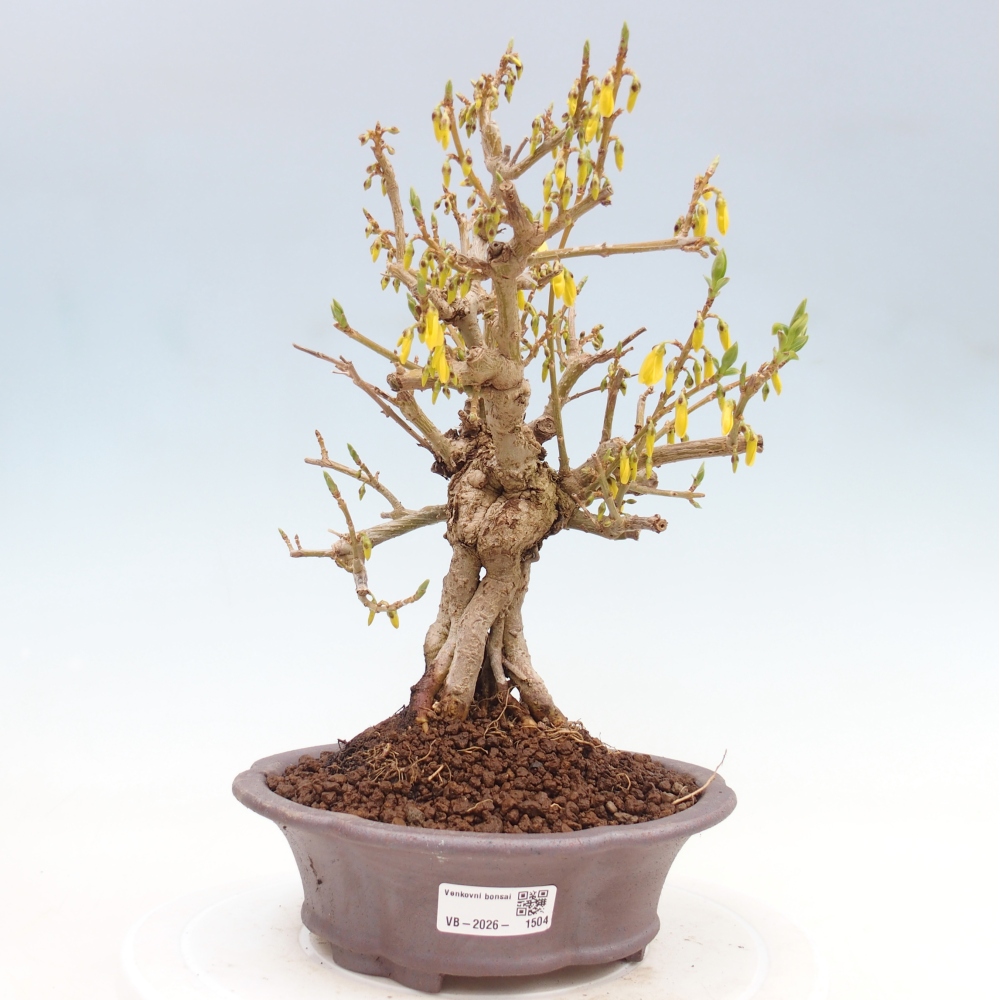 Bonsai voor buiten - Zlatice - Forsythia koreana