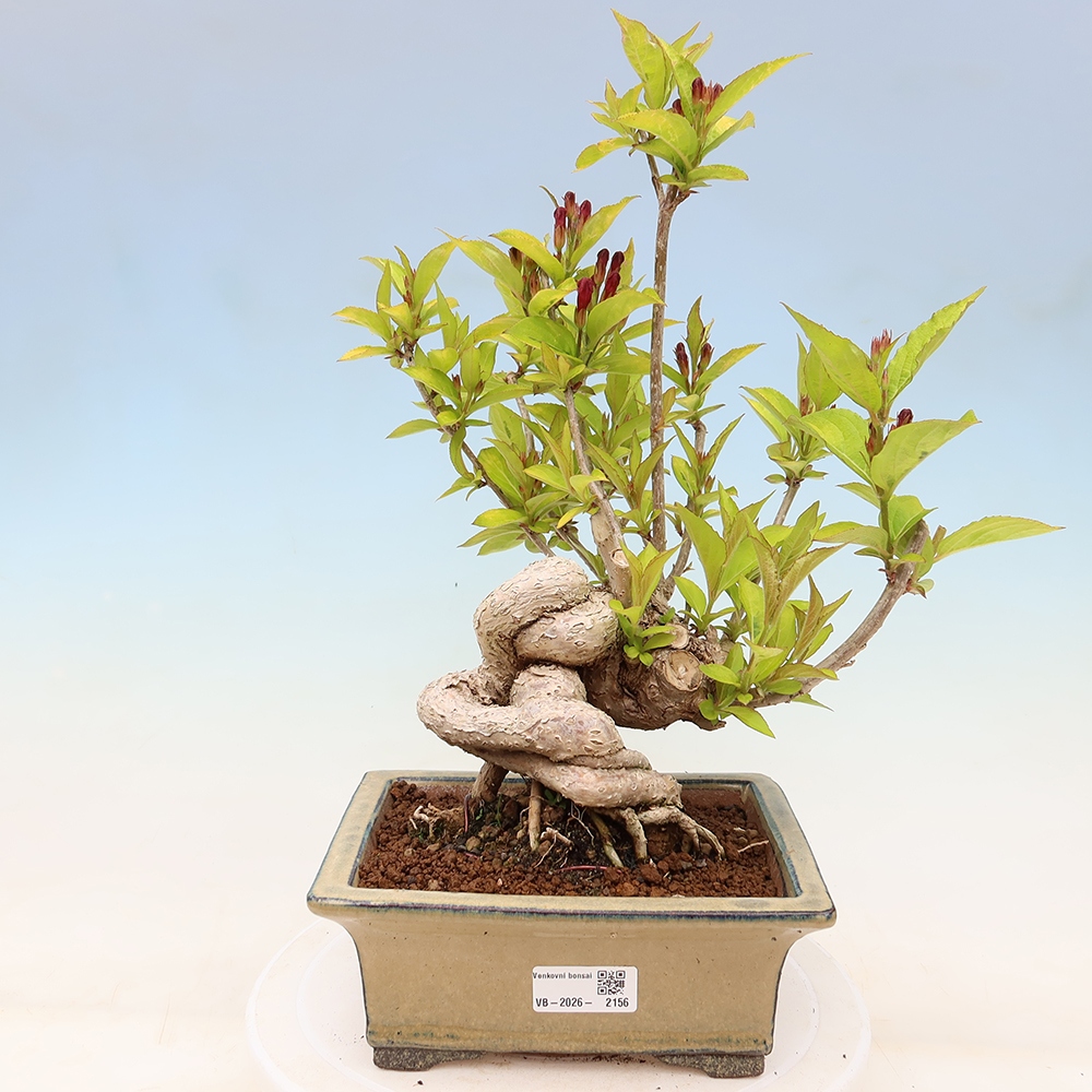 Buitenbonsai - Weigela subsessilis - Koreaanse weigela