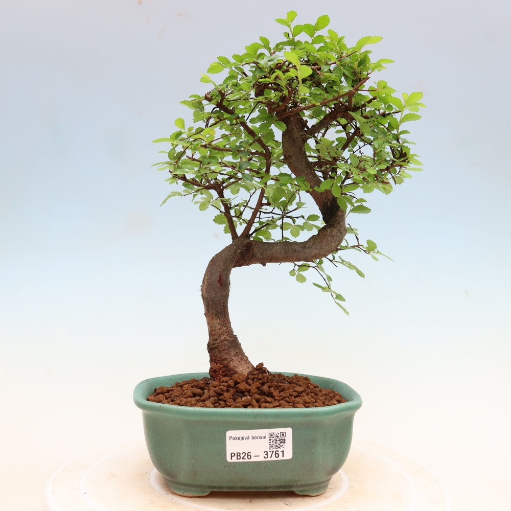 Kamerbonsai - Ulmus parvifolia - Winteriep