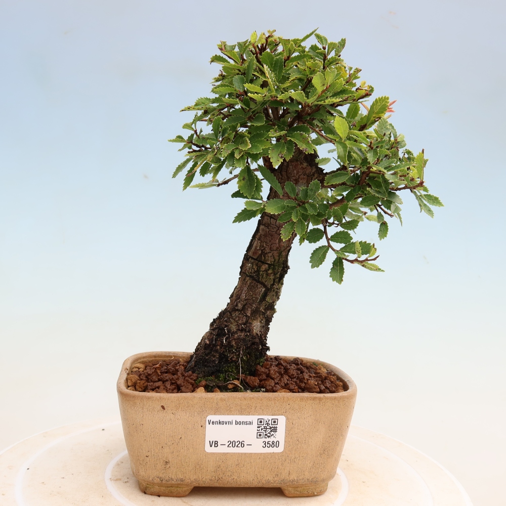 Bonsai voor buiten - Zelkova - Zelkova NIRE
