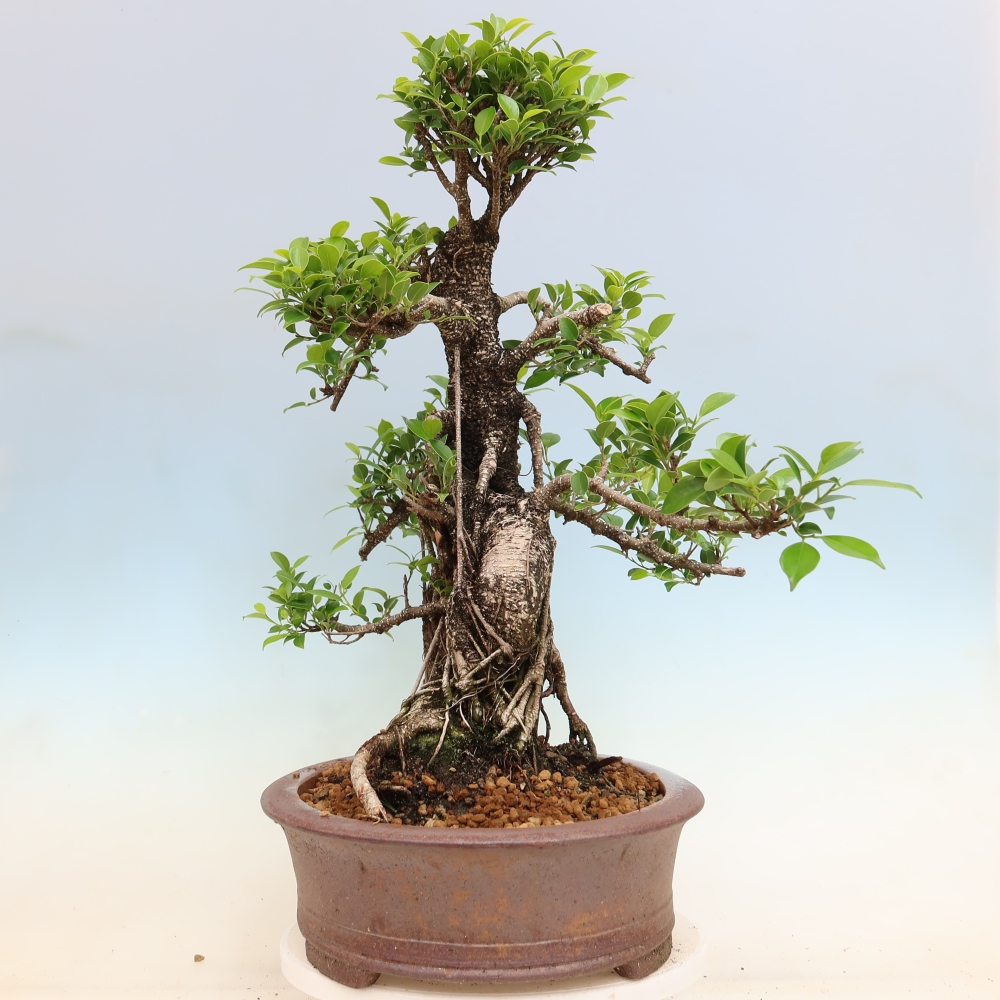 Kamerbonsai - Ficus kimmen - kleinbladige ficus