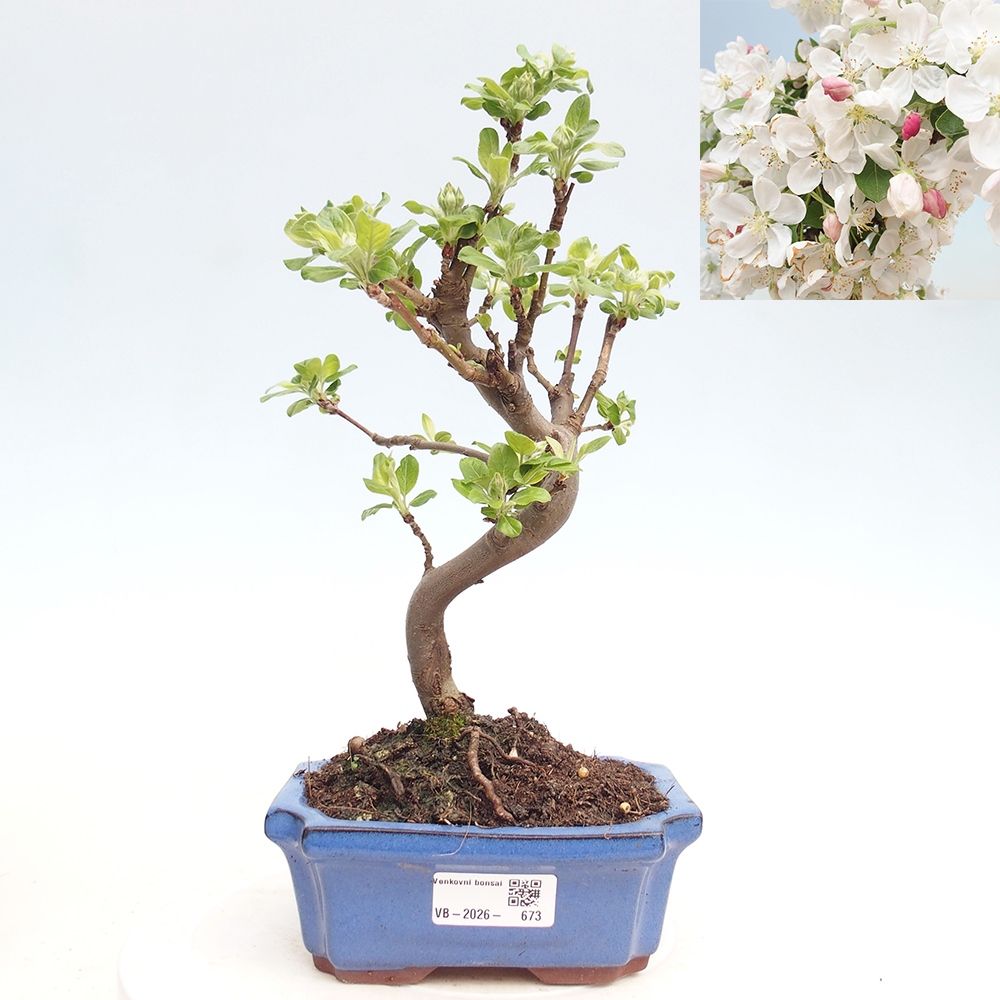 Bonsai voor buiten -Malus halliana - Appelboom met kleine vruchten