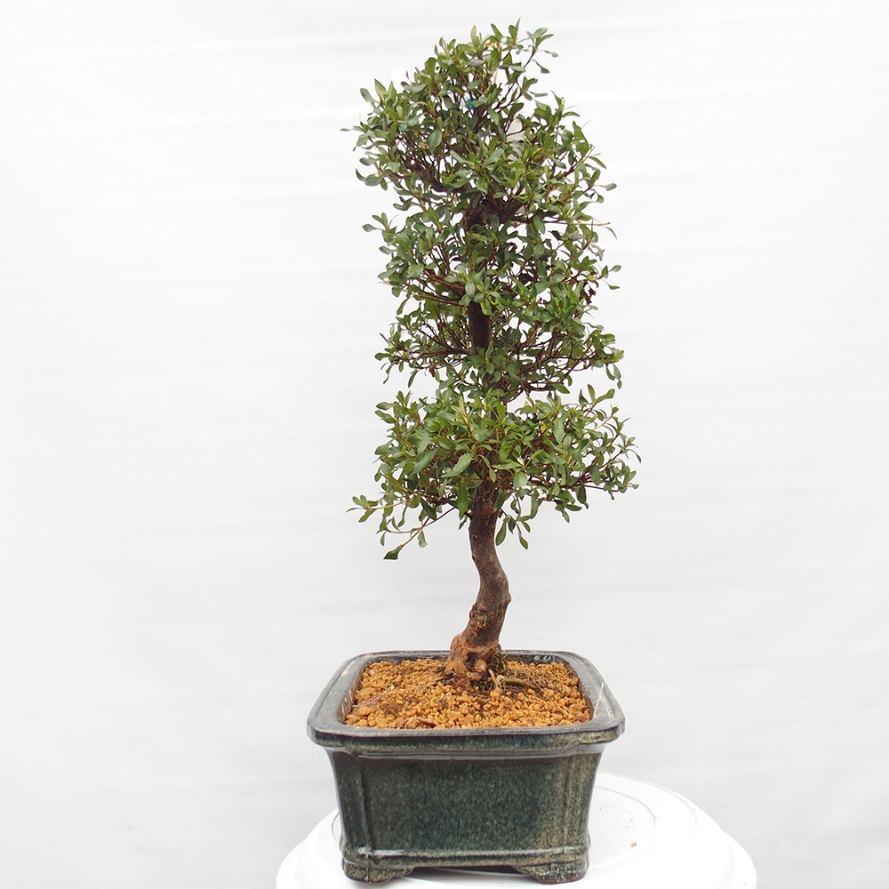Bonsai voor buiten - Japanse Azalea - Azalea Kisshoten