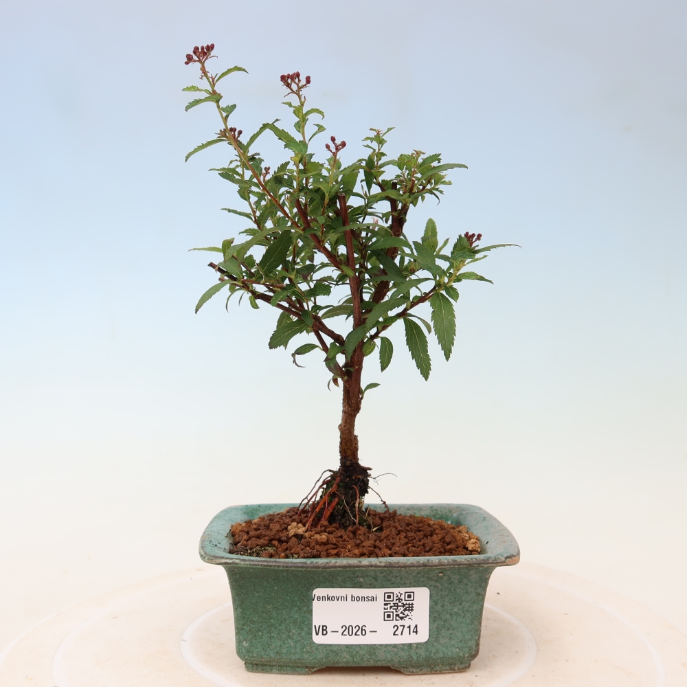 Bonsai voor buiten – Japanse spirea – Spirea japonica Anthony Waterer
