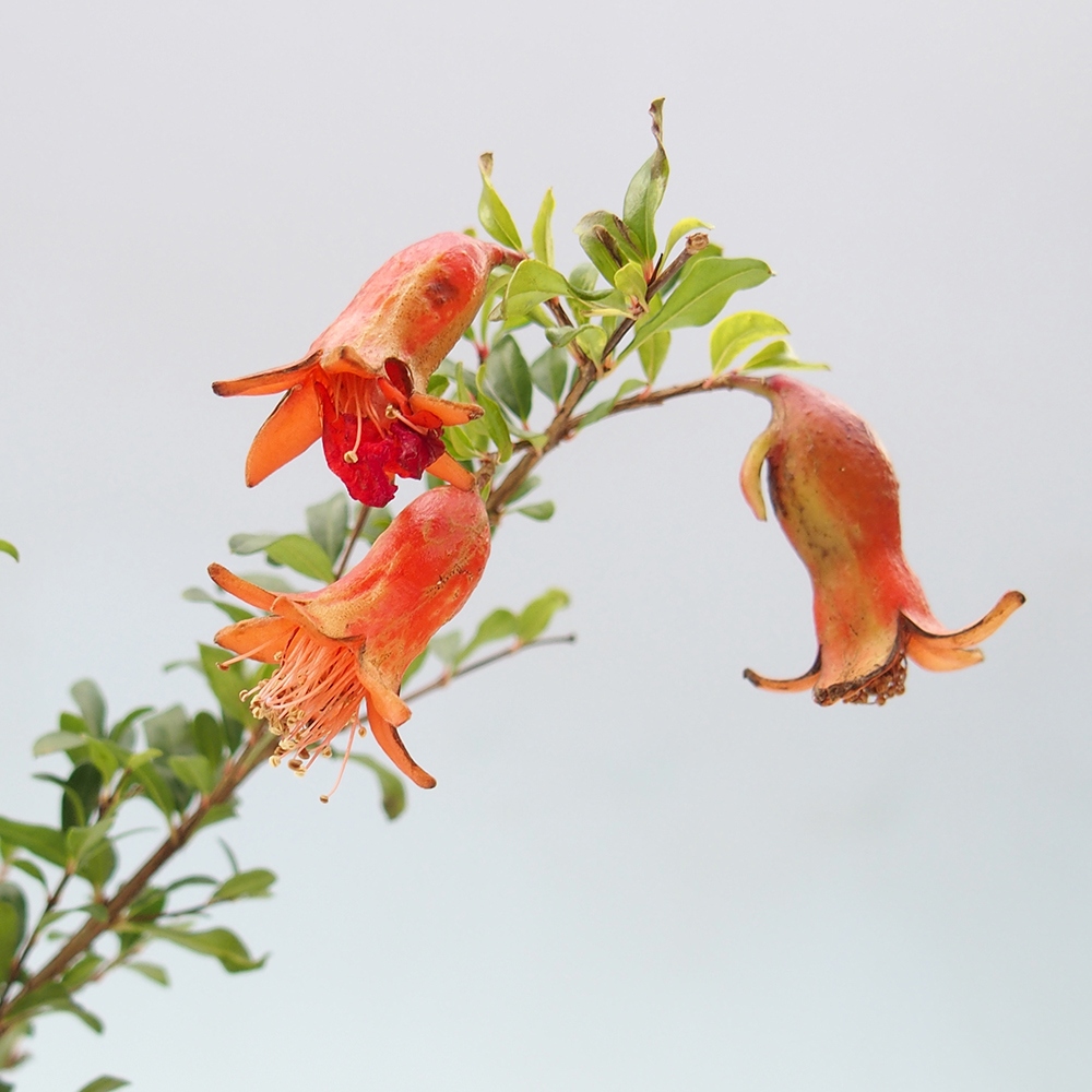 Kamerbonsai-PUNICA granatum nana-Granaatappel