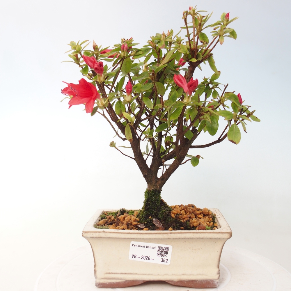 Bonsai voor buiten - Japanse azalea - Azalea sp.