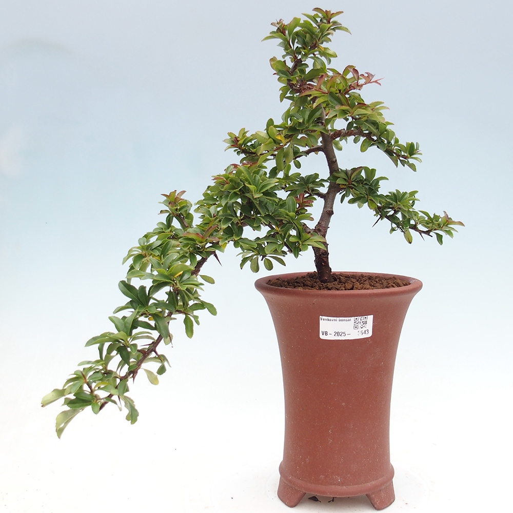 Bonsai-Pyracantha Teton voor buiten -Hlox