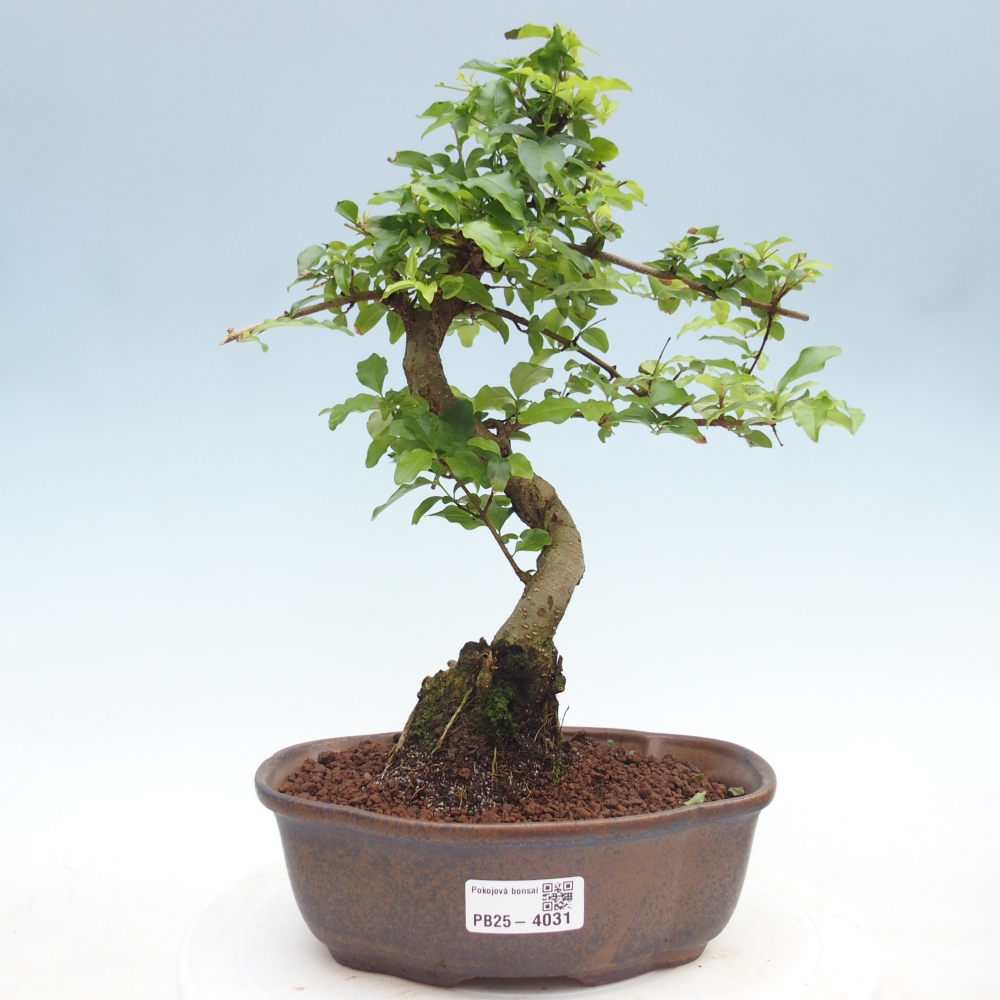 Kamerbonsai -Ligustrum chinensis - Vogelsnavel