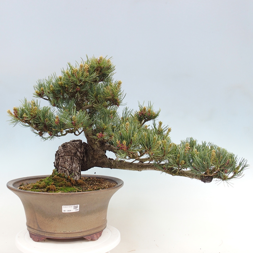 Bonsai voor buiten - Pinus parviflora - Pinus parviflora