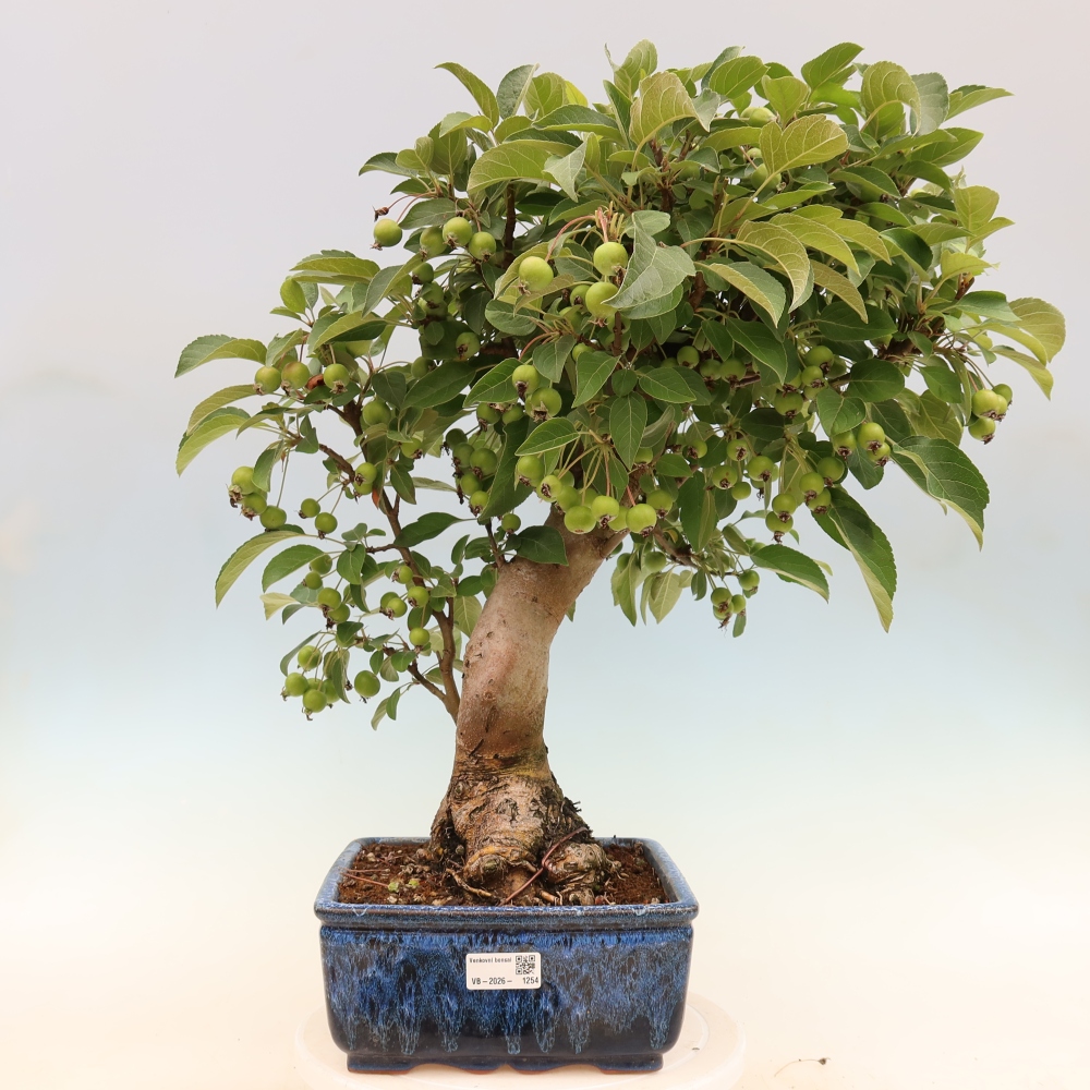 Bonsai voor buiten -Malus halliana - Appelboom met kleine vruchten