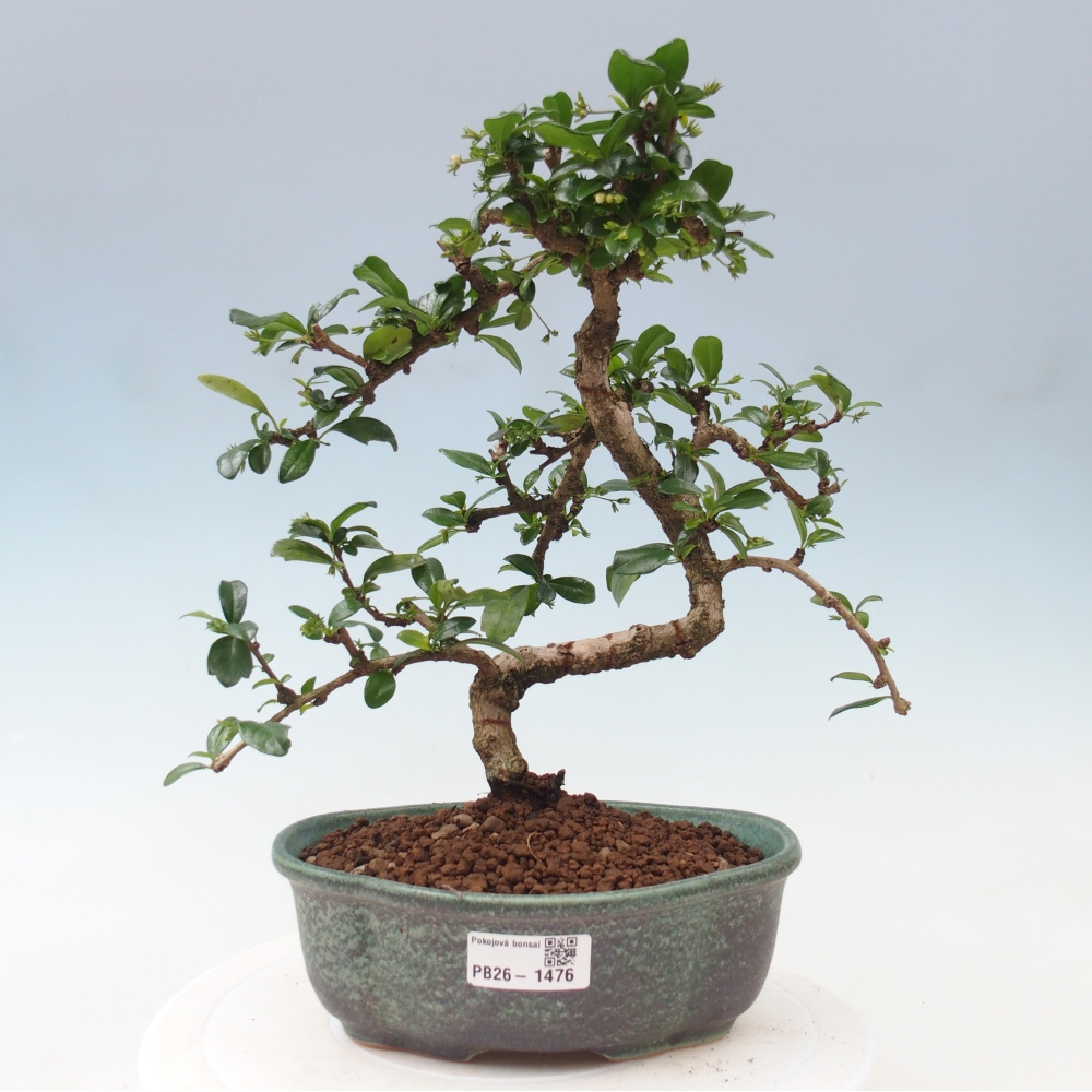 Kamerbonsai - Carmona macrophylla - Thee fuki