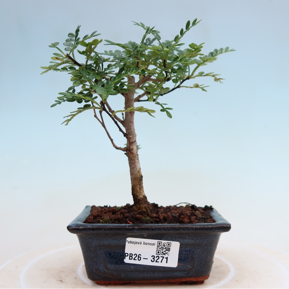 Kamerbonsai - Zantoxylum piperitum - peperboom
