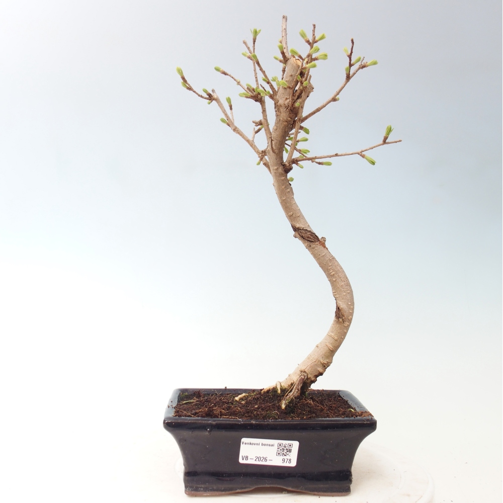 Bonsai voor buiten -Pseudolarix amabis-Pseudolarix amabis