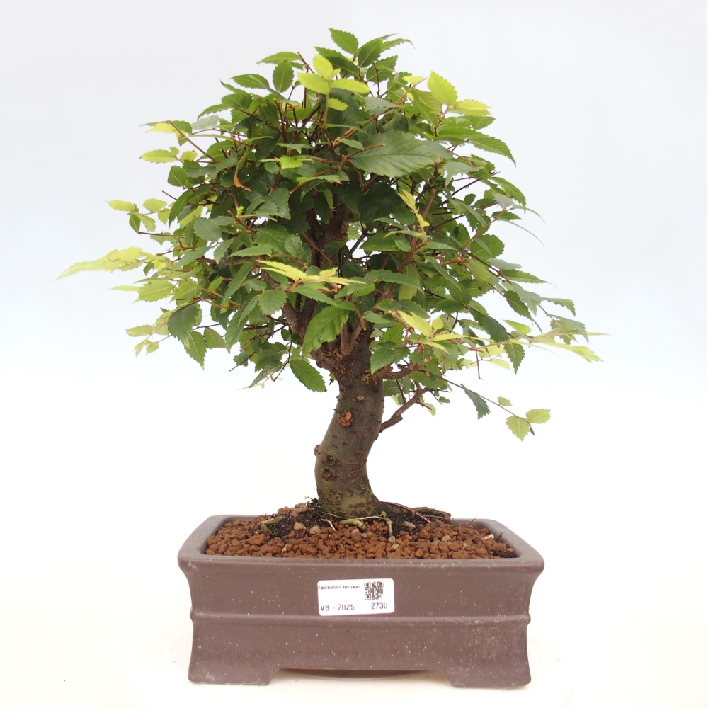 Bonsai voor buiten - Zelkova - Zelkova NIRE