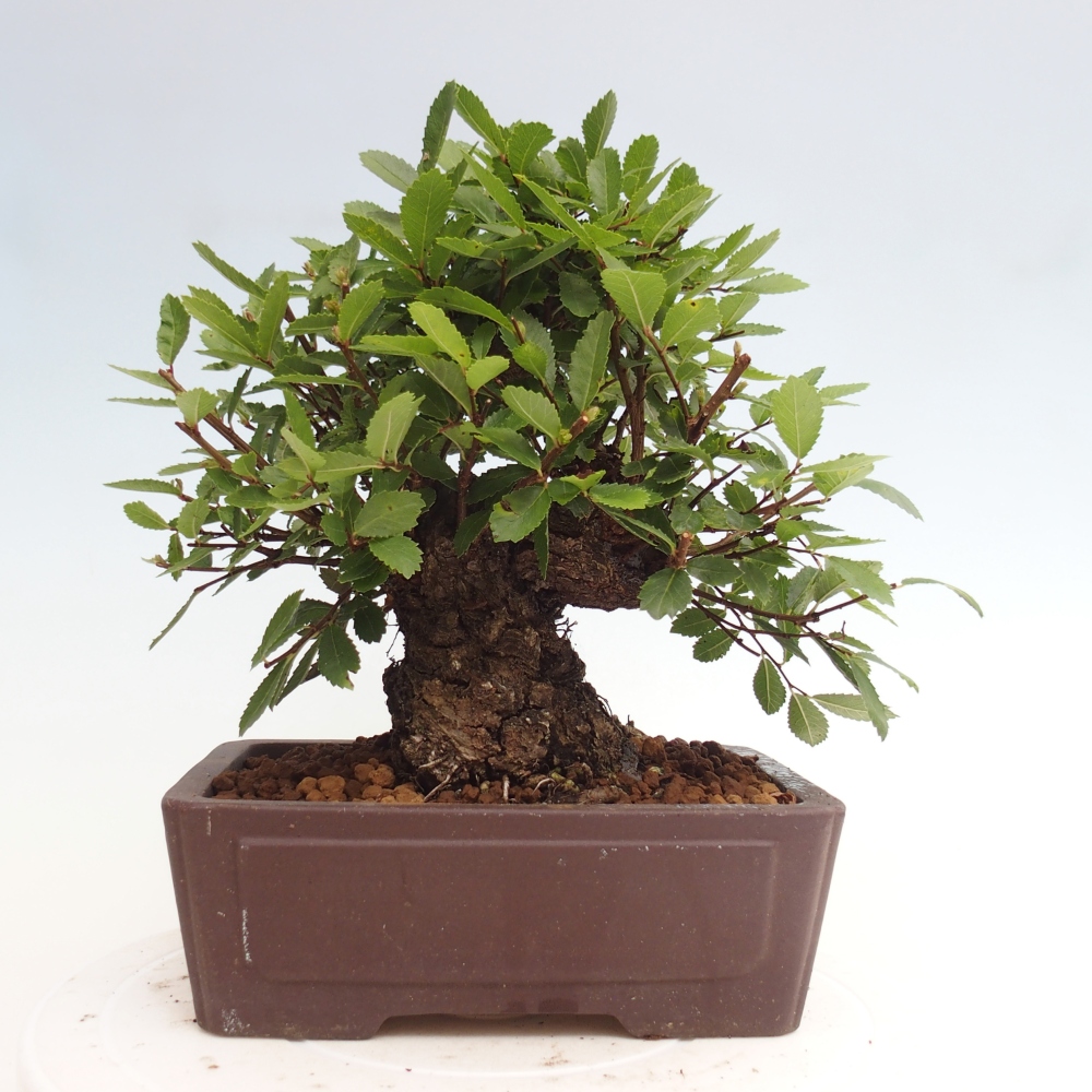 Bonsai voor buiten - Zelkova - Zelkova NIRE