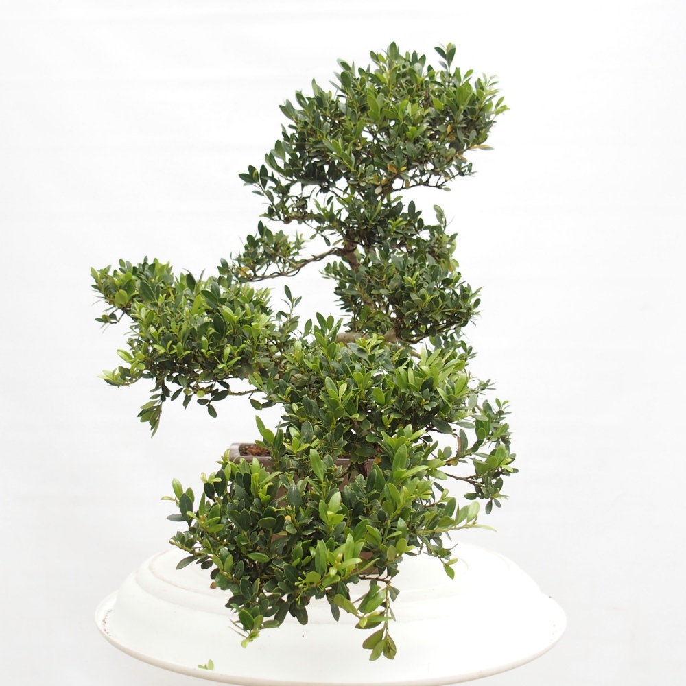 Kamerbonsai - Ilex crenata - Hulst