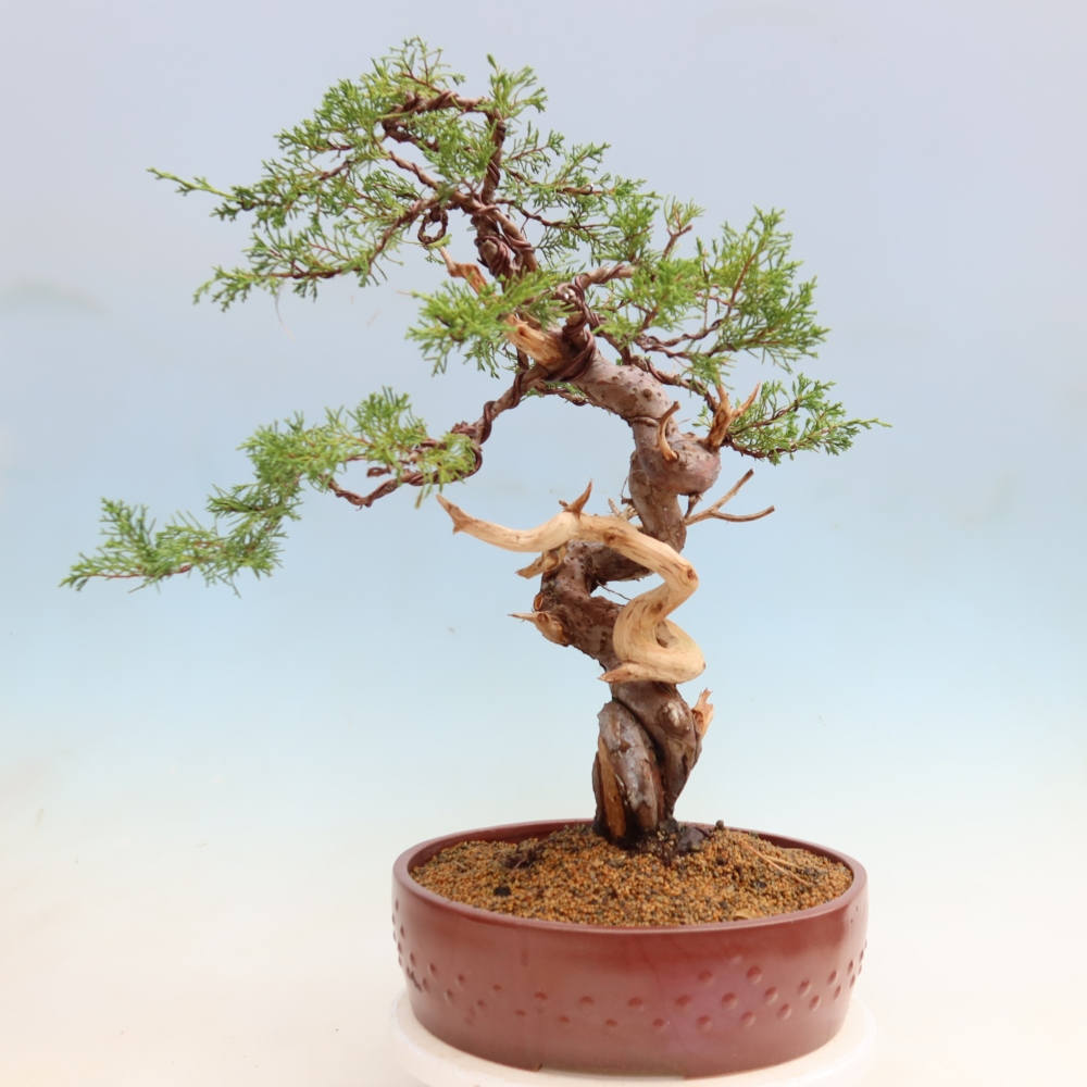 Bonsai voor buiten - Juniperus chinensis Itoigawa-Juniperus chinensis