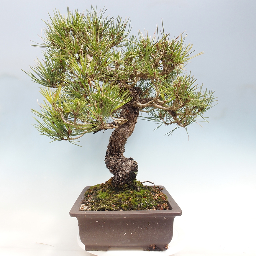 Bonsai voor buiten - Pinus thunbergii - Thunberg den