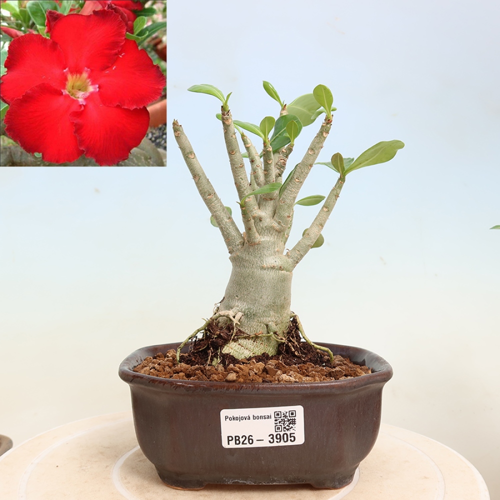 Kamerbonsai - Adenium obesum Red Star - Woestijnroos