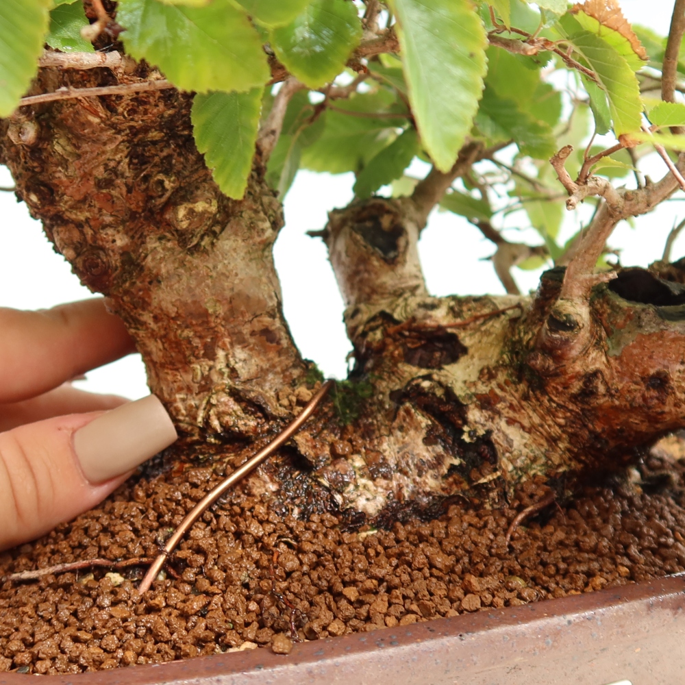 Bonsai voor buiten -Carpinus CARPINOIDES - Koreaanse haagbeuk